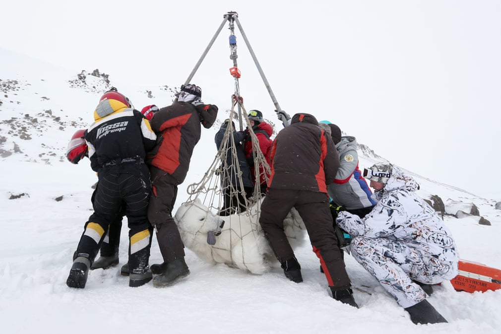 Ερευνητές της Ρωσικής Γεωγραφικής Εταιρείας ζυγίζουν μια πολική αρκούδα που έχει προηγουμένως αναισθητοποιηθεί στην περιοχή Franz Joseph Land στον Αρκτικό Ωκεανό. Η φωτογραφία ήταν υποψήφια για βραβείο αλλά τελικά δεν κατάφερε να κερδίσει κάποιο από αυτά. 