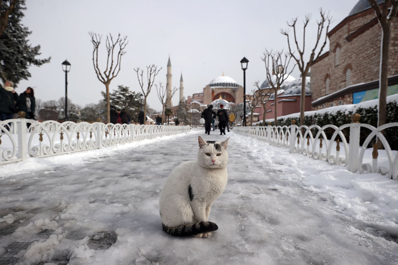 Μια αδέσποτη γάτα ποζάρει μπροστά από την Αγία Σοφία στην περιοχή Σουλταναχμέτ, μετά από σφοδρή χιονόπτωση στην Κωνσταντινούπολη τον περασμένο μήνα