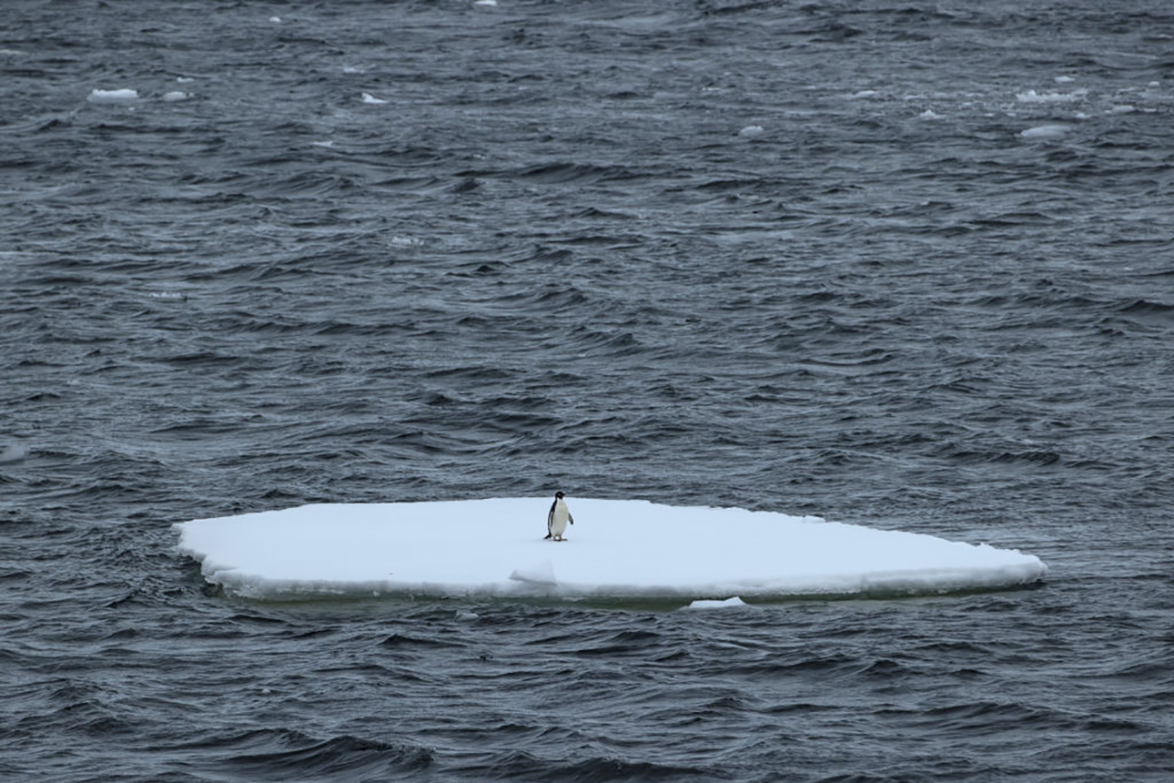 Ενας πιγκουίνος Adelie απαθανατίζεται πάνω σε μια μικρή παγονησίδα στο Στενό Πενόλα της Ανταρκτικής, καθώς οι πάγοι λιώνουν εξαίτιας της κλιματκής αλλαγής