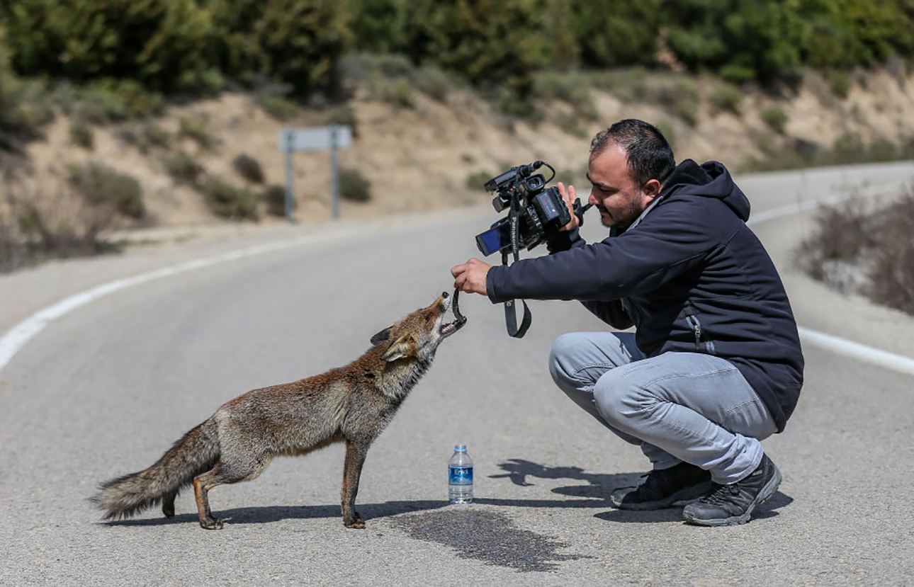 Ενας φωτορεπόρτερ παίζει με μια φιλική αλεπού στη μέση του δρόμου, στην ιστορική χερσόνησο της Καλλίπολης στο Τσανάκαλε της Τουρκίας